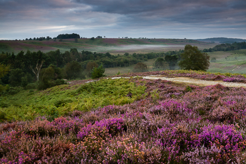 Rockford Common, Path & Heather